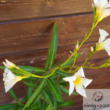 Kép 3/3 - Leander (Nerium oleander)
