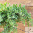 Oszlopos boróka (Juniperus)