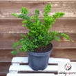Terülő mirtuszlonc (Lonicera nitida 'Maigrün')