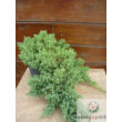 Kép 1/2 - Törpe kúszó boróka (Juniperus procumbens 'Nana')
