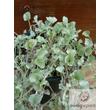 Kép 3/3 - Ezüstös Pázsitszulák (Dichondra argentea)