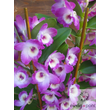 Kép 2/4 - Jeles vesszőkosbor (Dendrobium nobile) Kaspóval!