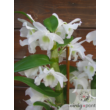 Jeles vesszőkosbor (Dendrobium nobile)