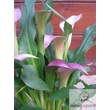Cserepes Kála (Zantedeschia)