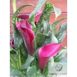 Cserepes Kála (Zantedeschia)