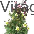 Kép 1/2 - Kőtörőfű (Saxifraga)
