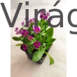 Mézvirág/Lobularia