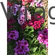Kép 1/3 - Angol muskátli (Pelargonium x domesticum)