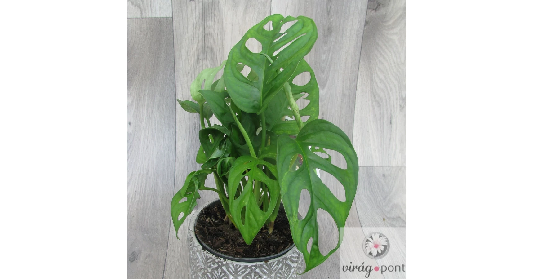philodendron splash Philodendron Cream Splash - Hederaceum - Grower's Choice main image 0