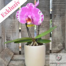 Extra nagy virágú orchidea, Phalenopsis 'Singolo' 