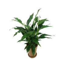Vitorlavirág-Spathiphyllum