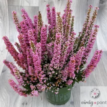 Vékony hanga (Erica gracilis), Erika