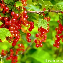 Ribizli (Ribes) 
