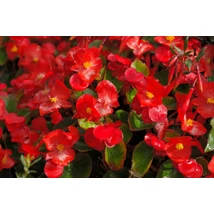 Kerti begónia  (Begonia semperflorens)