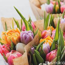 Tulipán csokor
