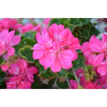 Álló muskátli (Pelargonium x hortorum)