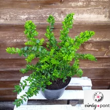 Terülő mirtuszlonc (Lonicera nitida 'Maigrün')