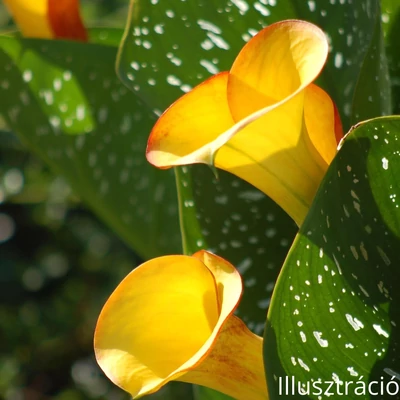 Cserepes Kála (Zantedeschia)