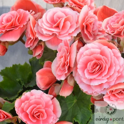 Begonia Borias