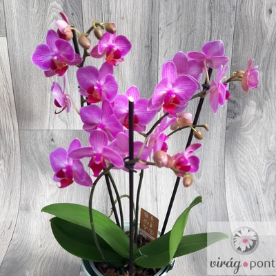 Sokvirágú orchidea (Phalaenopsis multiflora)
