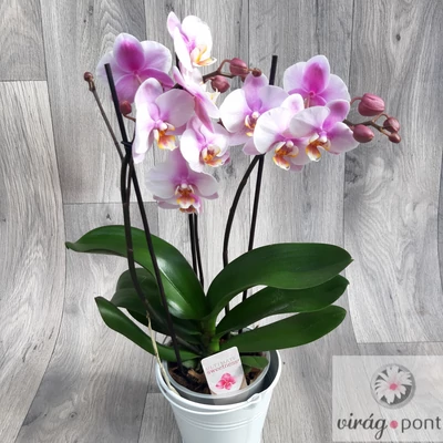 Sokvirágú orchidea (Phalaenopsis multiflora)