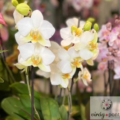 Sokvirágú orchidea (Phalaenopsis multiflora)