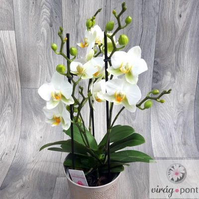 Sokvirágú orchidea (Phalaenopsis multiflora)