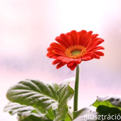 Cserepes Gerbera
