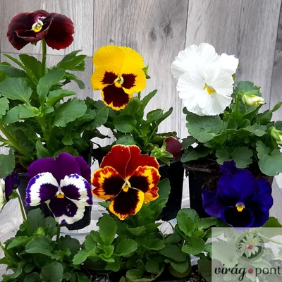 Kerti árvácska (Viola x wittrockiana)