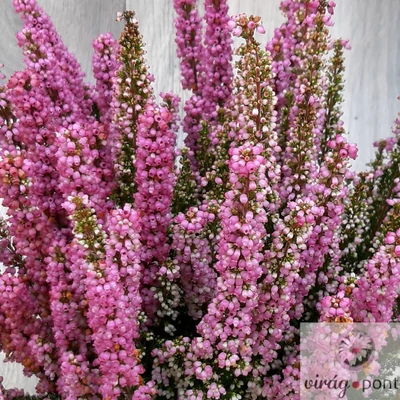 Vékony hanga (Erica gracilis), Erika
