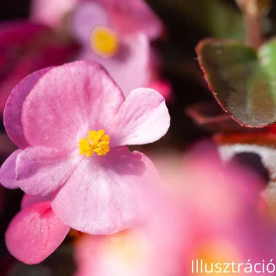 Kerti begónia  (Begonia semperflorens)