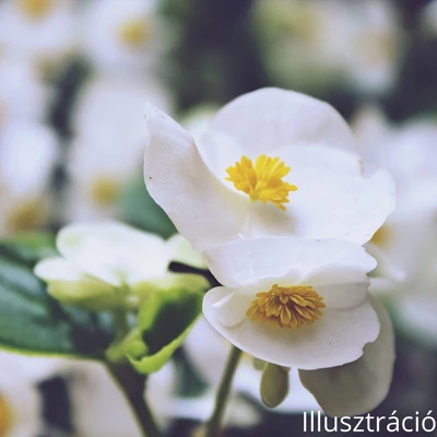 Kerti begónia  (Begonia semperflorens)