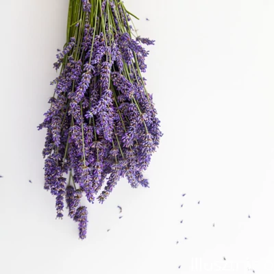 Közönséges levendula (Lavandula angustifolia)