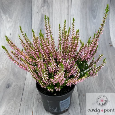 Közönséges Csarab (Calluna vulgaris)