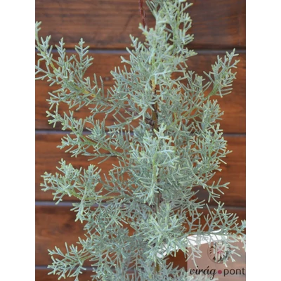 Arizónai Ciprus (Cupressus arizonica), Arizonika
