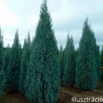 Arizónai Ciprus (Cupressus arizonica), Arizonika