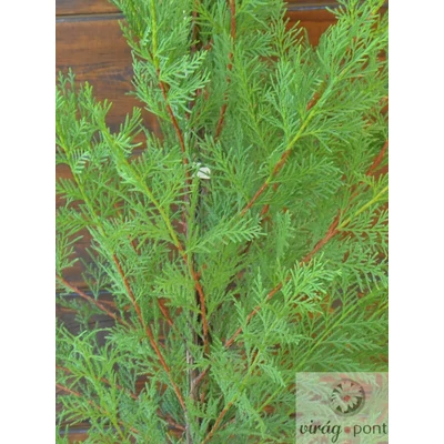 Leylandi ciprus (Cuprocyparis leylandii)