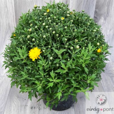 Krizantém (Chrysanthemum)