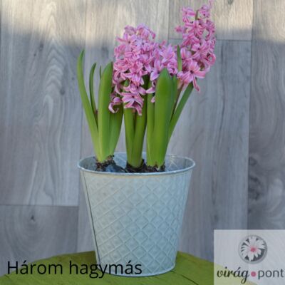 Kerti Jácint (Hyacinthus orientalis), három hagymás