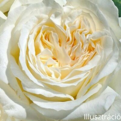 Nosztalgia rózsa; Irina/ Konténeres rózsatő
