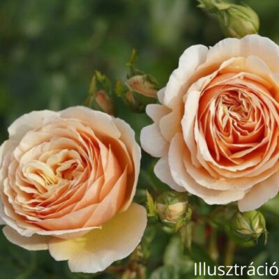 Nosztalgia rózsa; Tropicana/ Konténeres rózsatő