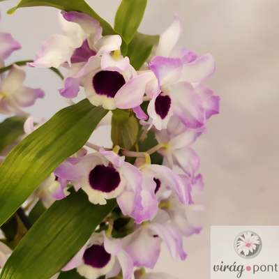 Jeles vesszőkosbor (Dendrobium nobile) Kaspóval!