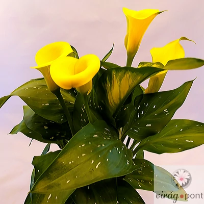 Cserepes Kála (Zantedeschia)