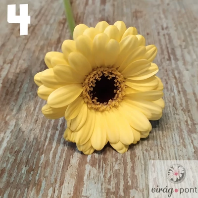 Mini gerbera vágott