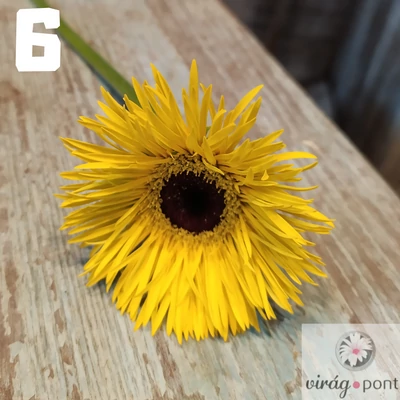 Mini gerbera vágott