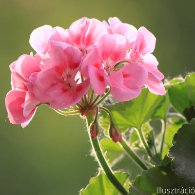 Álló muskátli (Pelargonium x hortorum)