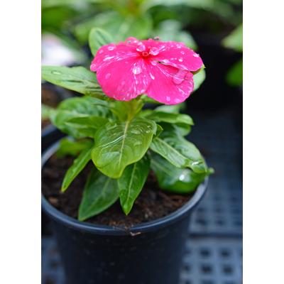 Rózsameténg/Vinca (Catharantus)
