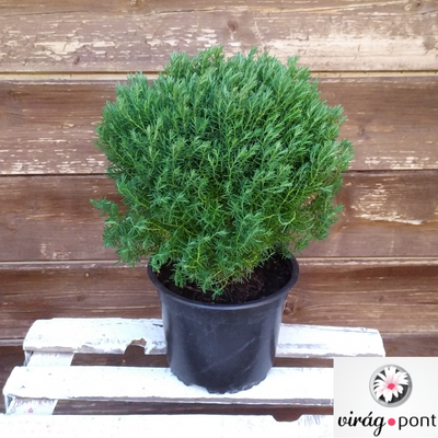 Teddy törpe gömb tuja (Thuja occidentalis Teddy)