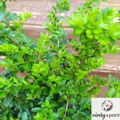 Terülő mirtuszlonc (Lonicera nitida 'Maigrün')