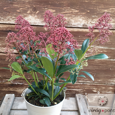 Japán dérbabér (Skimmia japonica)